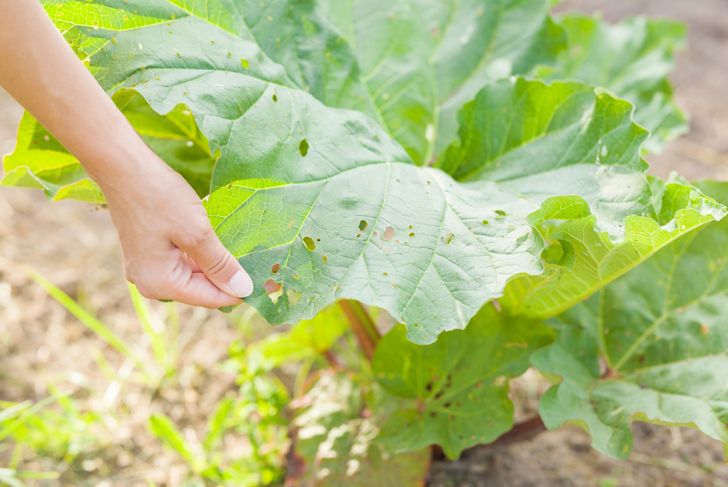 Young adult woman hand showing damaged green rhubarb leaf after pests attack. Garden problems. Closeup.