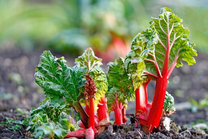 Garden rhubarb or common rhubarb (Rheum × hybridum, cultivated form 