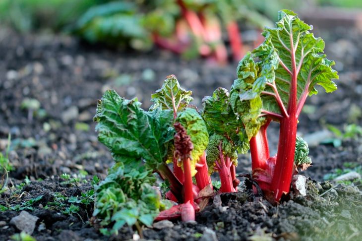 Garden rhubarb or common rhubarb (Rheum × hybridum, cultivated form