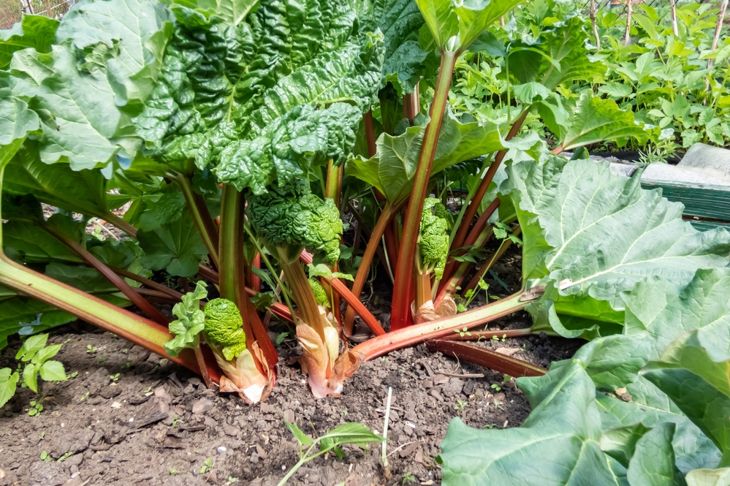 Close-up shot of the garden rhubarb plant growing in the garden with big, fresh, ripe fleshy, edible stalks in the garden in bright sunlight