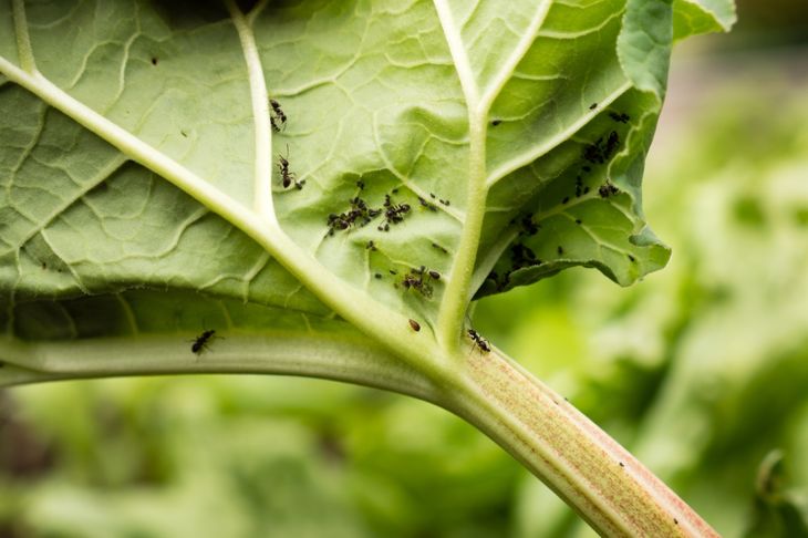 Dense colony of black bean aphid found on rhubarb. Additional ants crawling