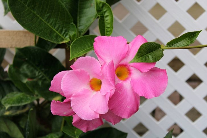 mandevilla by trellis
