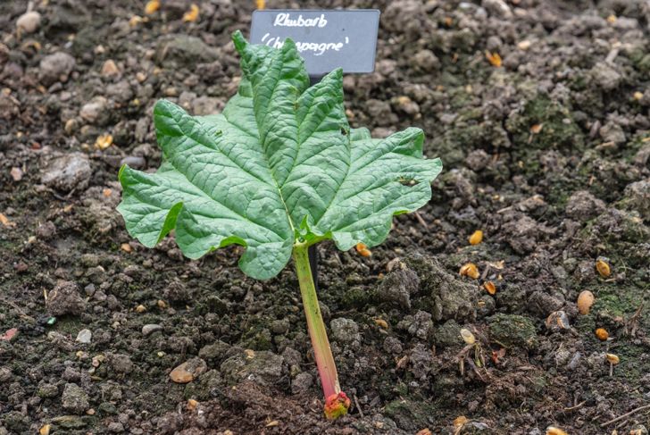 Growing rhubarb with a sign on which the name of the plant is written