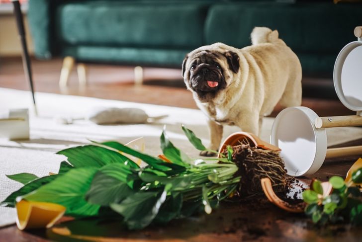 dog knocking flowers