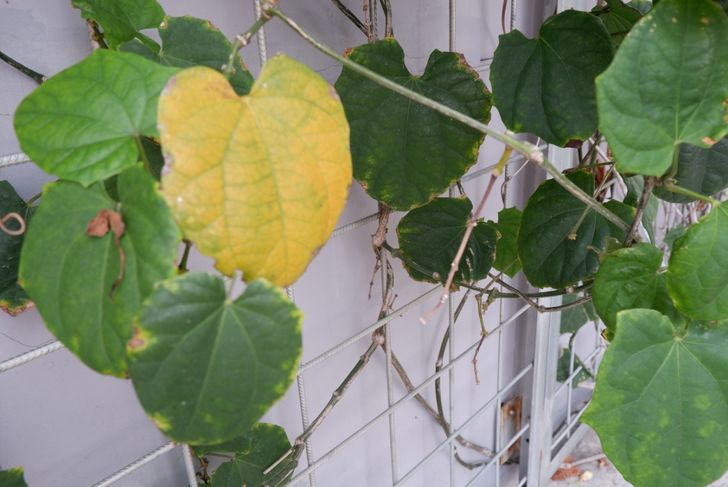 yellow leaf