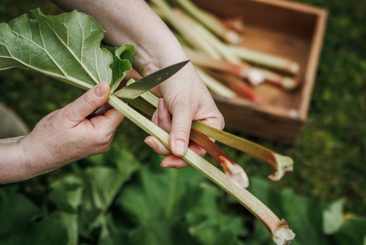 Rhubarb harvest in organic garden. Farmers hand cutting rhubarb stalk with knife