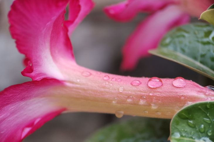 water droplets on flower