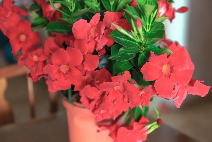 mandevilla indoors