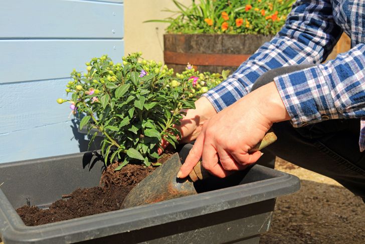 Gardeners Hands Planting A Fuchsia Plant In To A Garden Trough Planter.