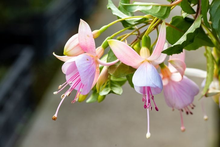 Close up on a Fuchsia flower. This plant's flowers are very decorative. They have four long, slender sepals and four shorter, broader petals.