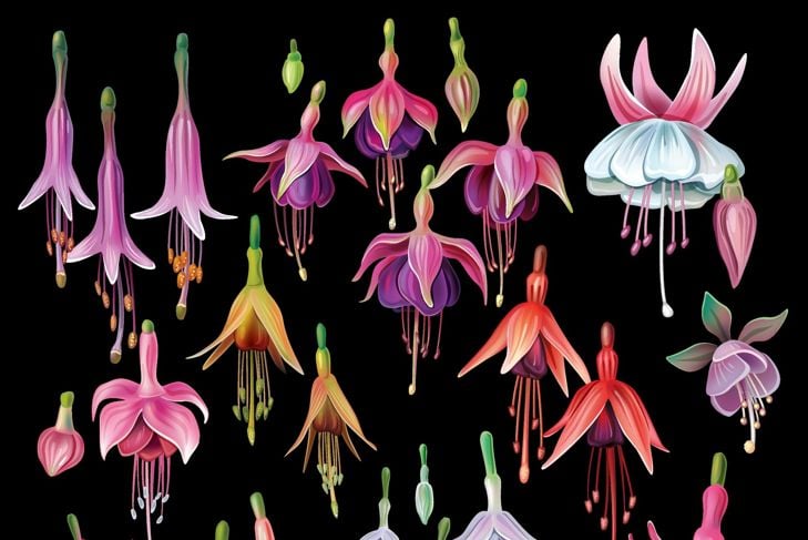 Set of fuchsia flowers Isolated botanical illustration