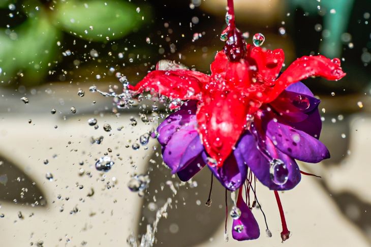 Fuchsia flower with water hitting it.