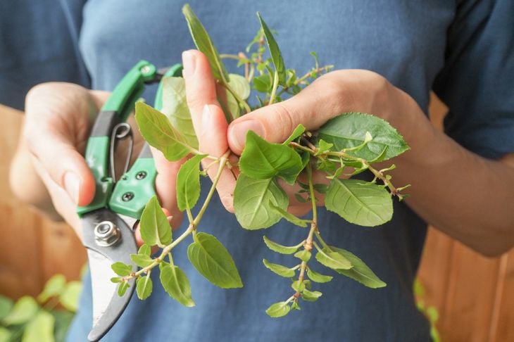Seasonal pruning of plants. Secateurs and shoots of plants in the hands of the gardener.Plant breeding fuchsias.