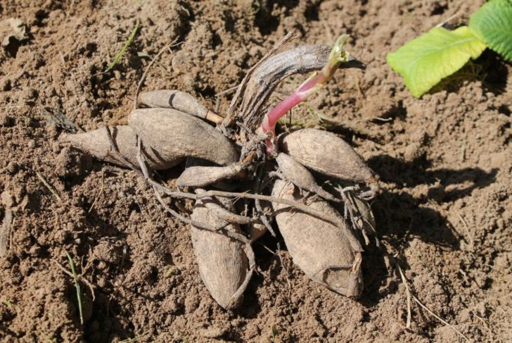 dahlia tubers on garden soil, close-up
