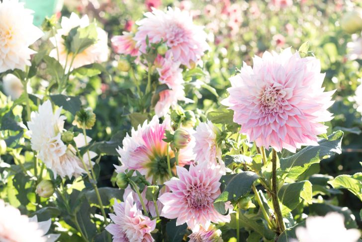 pink dahlia flowers in summer sunlight