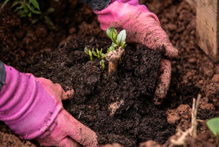 hands planting dahlia tuber