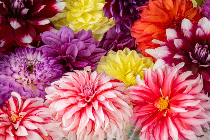 close up of many different dahlia flowers