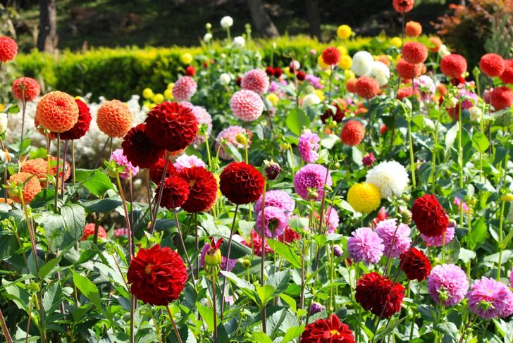 ball dahlias growing outside