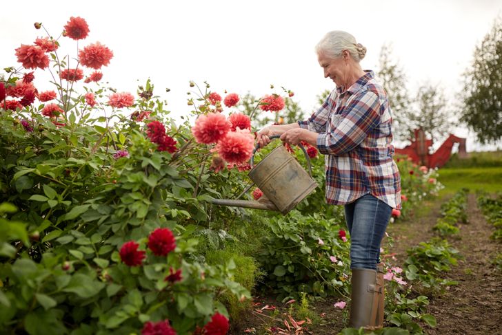 woman watering tall dahlia garden