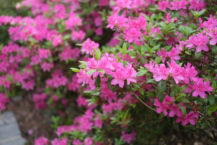 Azalea bush