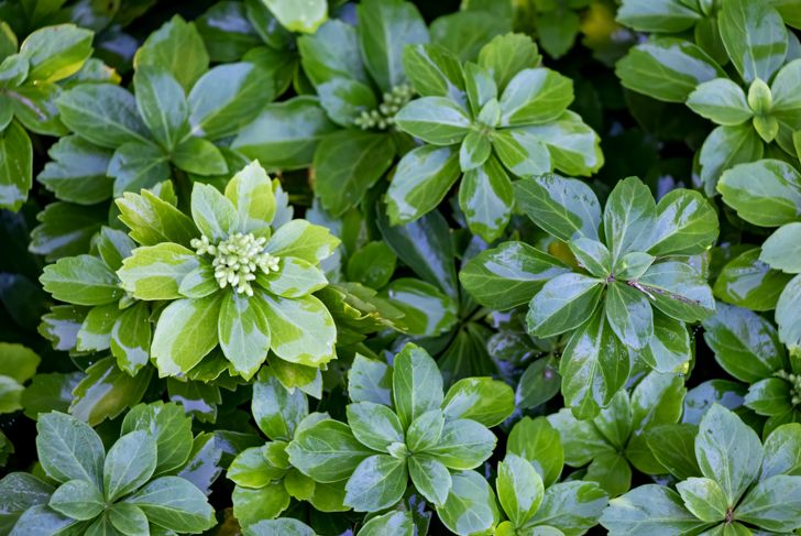 Close-up of pachysandra