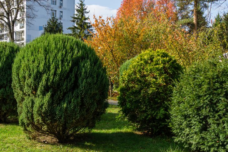 yew bush