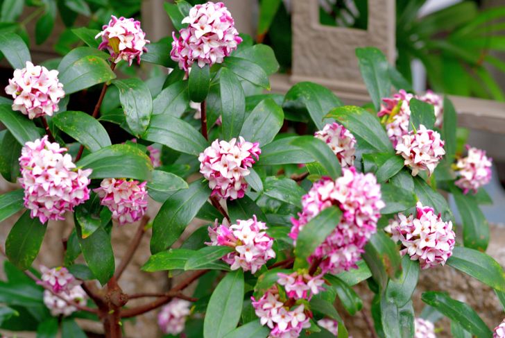 Daphne odona / Japan daphne / Daphne indica