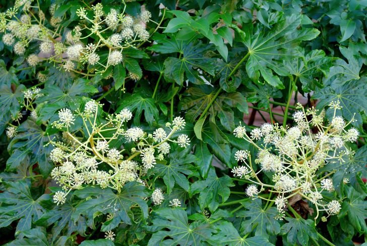 Fatsia japonica, commonly called Japanese aralia