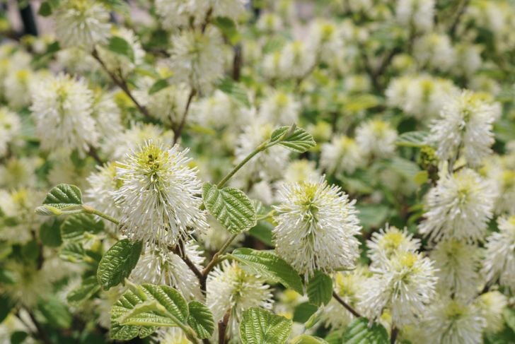 fothergilla shrub