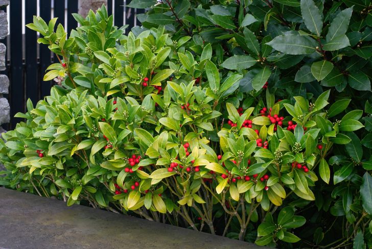 Skimmia plant with red fruits in spring