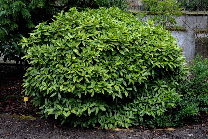 This spotted leaved aucuba grows slowly as a dense rounded evergreen shrub. It prefers rich, moist well-drained soil in partial to full shade. Flowers appear in the in early spring and the foliage , crotonifolia