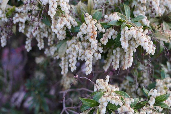 Selective focus shot of delicate Pieris japonica, the Japanese andromeda blooming in a garden