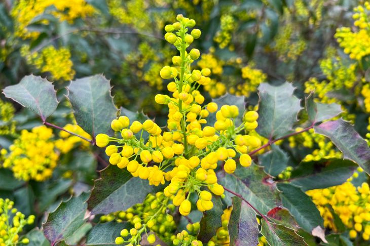 Mahonia aquifolium flowers