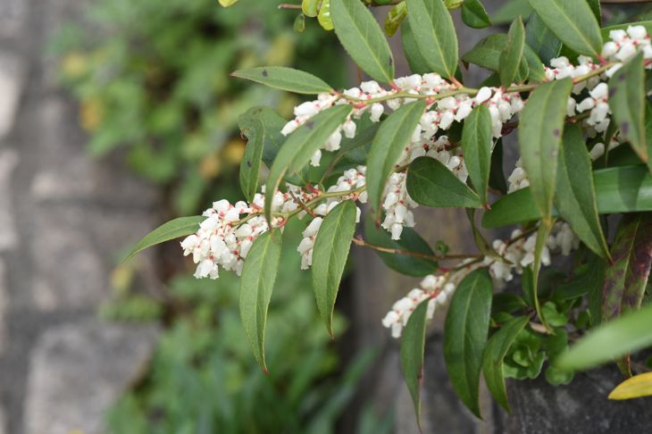 leucothoe bush
