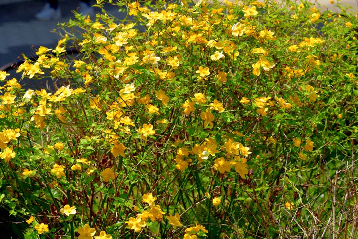 Kerria japonica shrub
