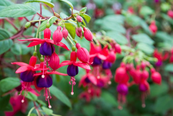 Fuchsia flowers