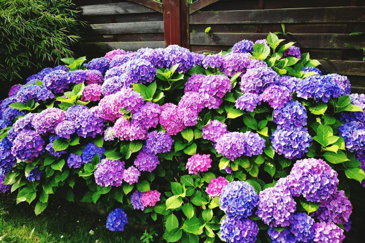 Hydrangea Blooming On Plant