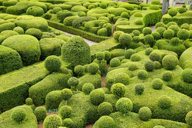 shaped boxtree garden
