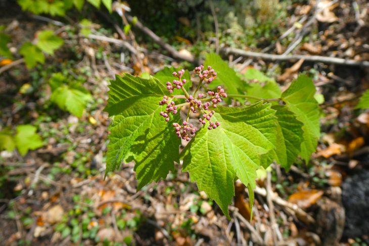 mapleleaf viburnum shrub leaf and flowers