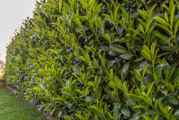 green cherry laurel in garden