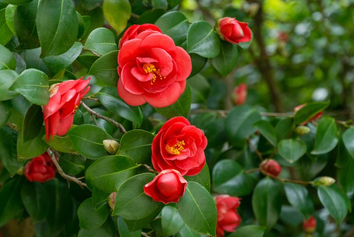 Japanese Camellia (Camellia japonica) in sunny spring day