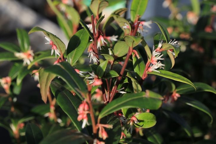 close up of flowering dwarf sweet box shrub