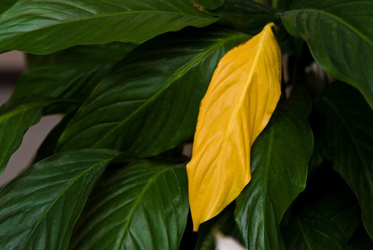 One yellow withered leaf on decorative home plant called Spathiphyllum