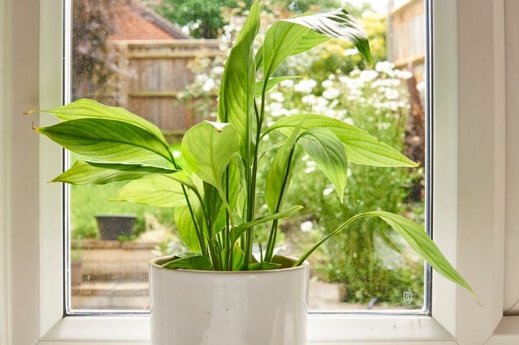 peace lily plant