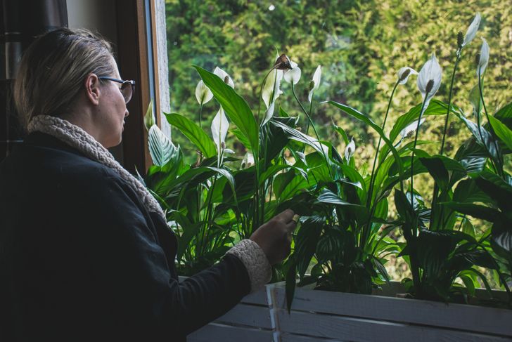 Woman taking care of peace lilies.