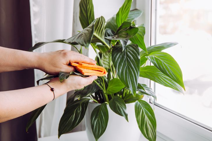 wiping peace lily