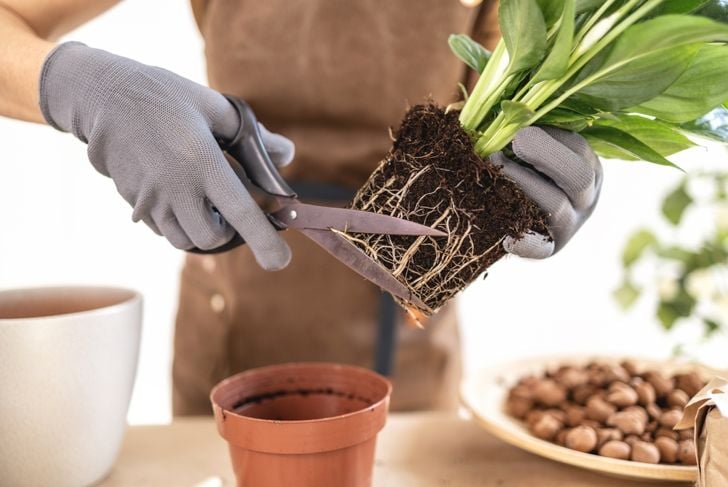 Closeup of Female gardener hands pruning roots of white peace lily, spathiphyllum houseplant with scissors. Caring of home green plants indoors, spring waking up, home garden, gardening blog