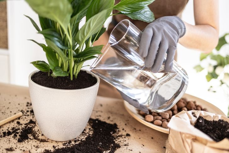 watering plant