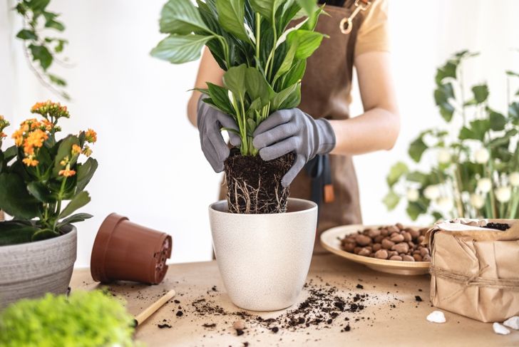 plant repotted
