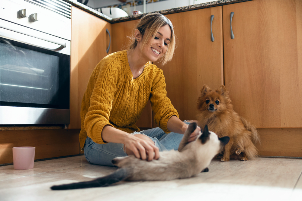 siamese cat playing with owner